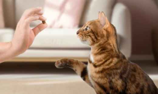 Picture for category Feline Treats